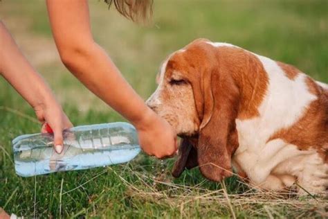 巴吉度獵犬可以喫什麼：從營養需求探討適合巴吉度獵犬的食物